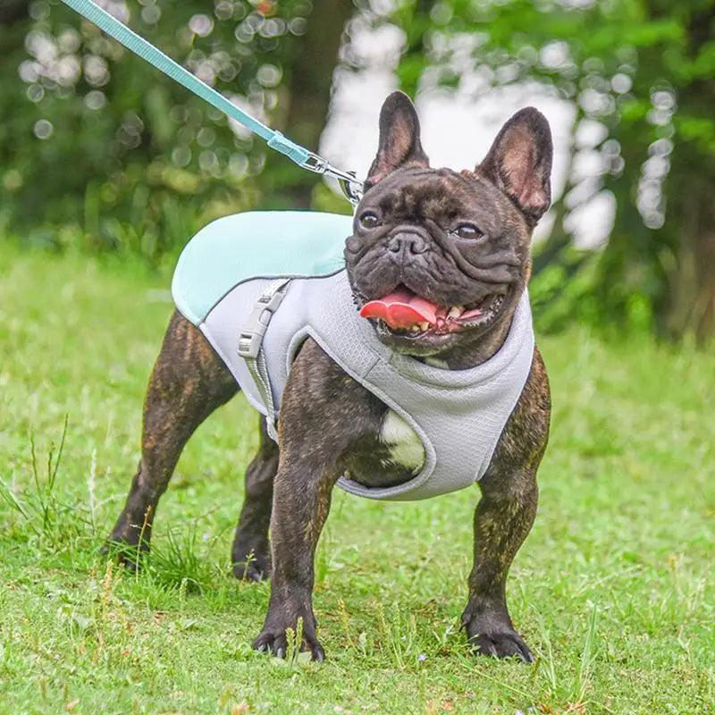 Dog Cooling Vest for Hot Weather & Outdoor Use
